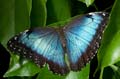 048 Himmelsfalter - Morpho peleides